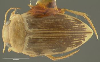 Media type: image;   Entomology 23941 Aspect: habitus dorsal view